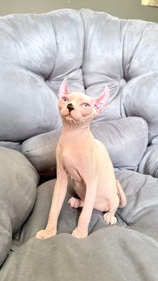 แมว สฟิงซ์ รูปที่ 11