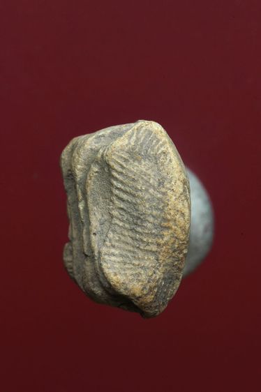 พระรอดลำพูนสวยๆค่ะเก่าค่ะ รูปที่ 5