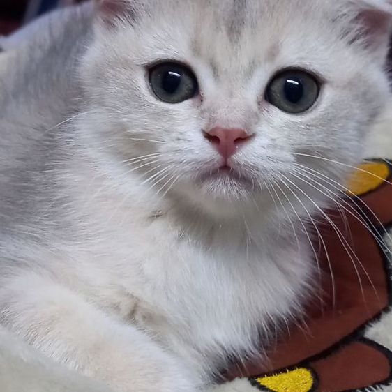 สก็อตติช โฟลด์ (Scottish Fold) แมวสก็อตติช