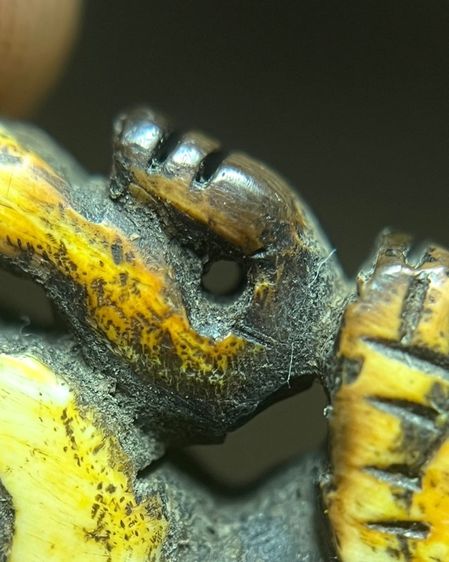 สิงห์สองขวัญ (มีสินค้าหลายรายการกดเข้ามาดูในโปรไฟล์ได้เลยครับ) รูปที่ 9