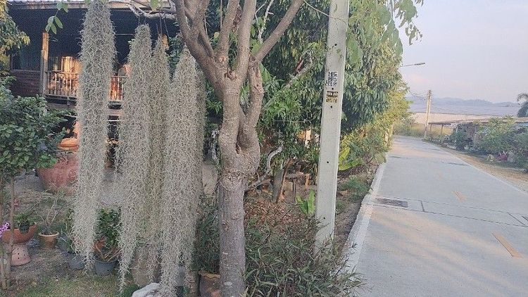 🚩168ตรว.แค่ที่ดินก็ถูกมากแล้วบ้านสวนชลบุรีสุขุมวิทห้วยกะปิ14📌ใกล้สวนอาหารทำฟาร์มดี รูปที่ 2