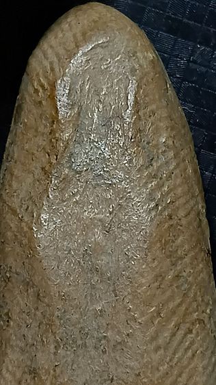 พระรอด ลำพูน รูปที่ 8