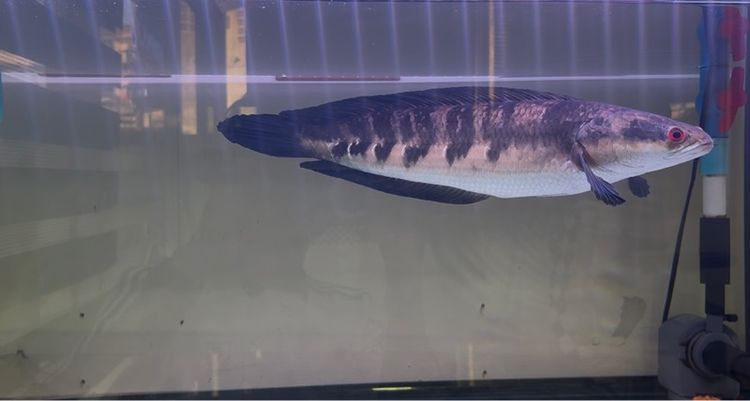 ปลาช่อนข้าหลวง เซนทารั่ม รูปที่ 2