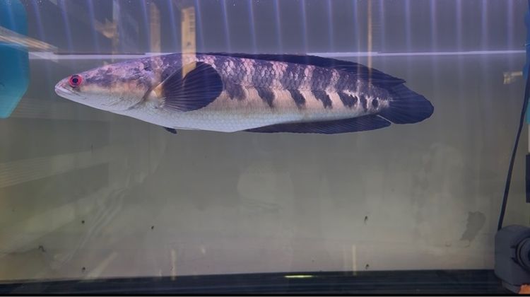 ปลาช่อนข้าหลวง เซนทารั่ม