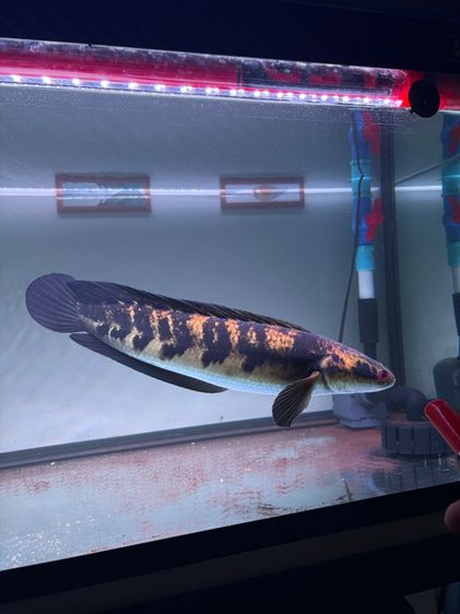 ปลาช่อนข้าหลวง เซนทารั่ม รูปที่ 4