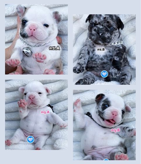 เฟรนช์ บูลด็อก (French Bulldog) กลาง เฟรนช์บลูด็อกแท้ตาฟ้าสวยๆ