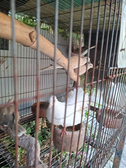 นกเขา รูปที่ 3