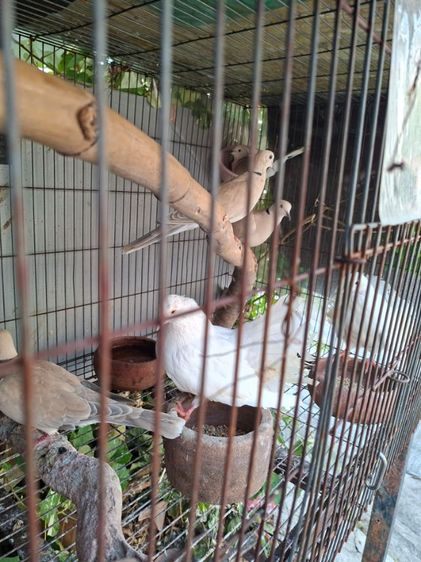 อื่นๆ นกเขา