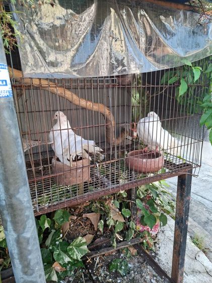 นกเขา รูปที่ 4