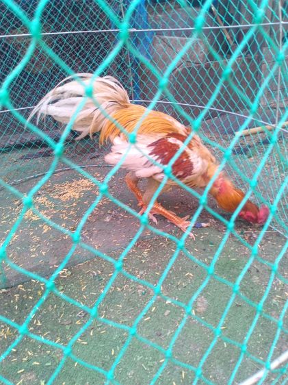 ขายไก่พม่าสามสายมีไฟแน้นโทรมาคุยครับ0918324540ครับ รูปที่ 4