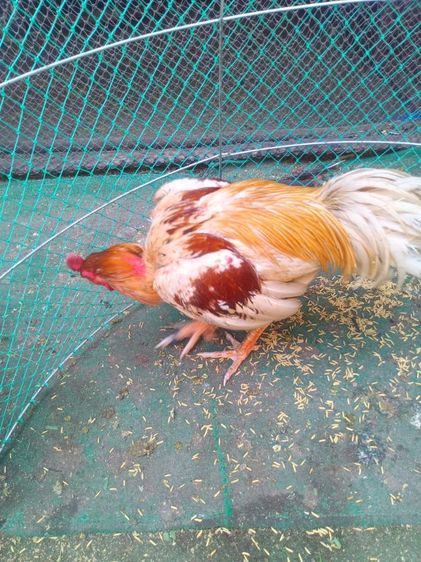 ขายไก่พม่าสามสายมีไฟแน้นโทรมาคุยครับ0918324540ครับ รูปที่ 2