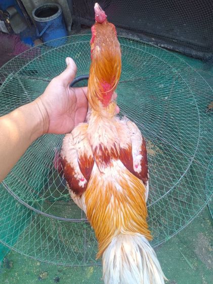 ขายไก่พม่าสามสายมีไฟแน้นโทรมาคุยครับ0918324540ครับ รูปที่ 3