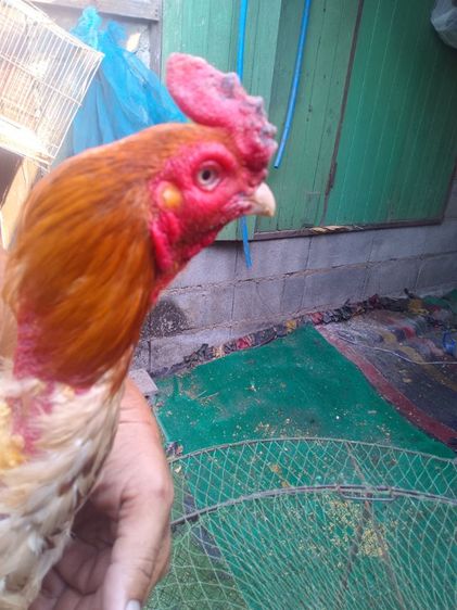 ขายไก่พม่าสามสายมีไฟแน้นโทรมาคุยครับ0918324540ครับ รูปที่ 5