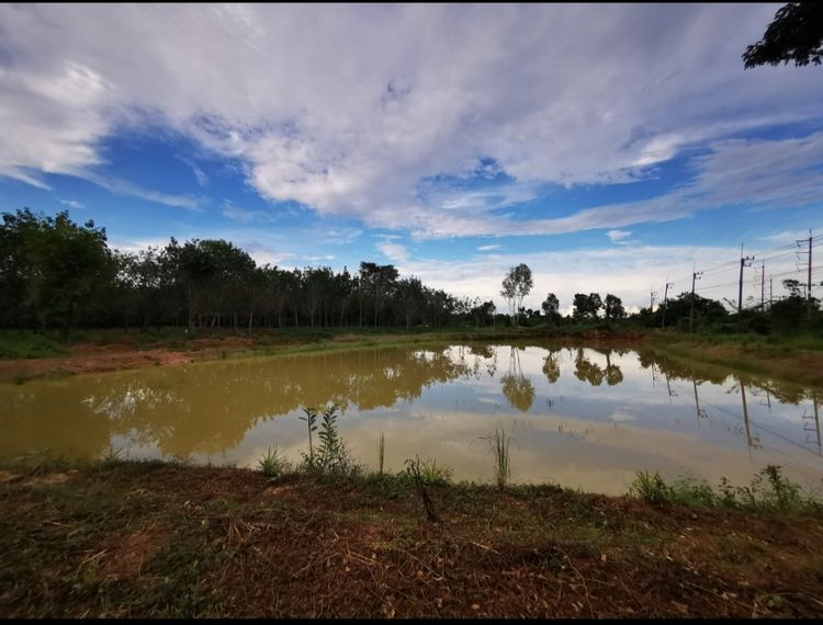 ขายที่ดิน บึงกาฬ สวนยาง+บ่อน้ำ โฉนด ครุฑแดง นส4 จ 5 ไร่กว่า เจ้าของขายเอง รูปที่ 3
