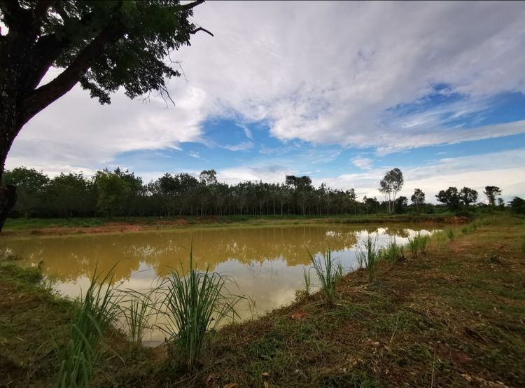ขายที่ดิน บึงกาฬ สวนยาง+บ่อน้ำ โฉนด ครุฑแดง นส4 จ 5 ไร่กว่า เจ้าของขายเอง
