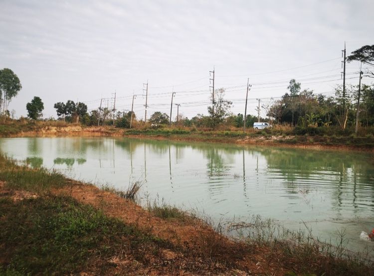 ขายที่ดิน บึงกาฬ สวนยาง+บ่อน้ำ โฉนด ครุฑแดง นส4 จ 5 ไร่กว่า เจ้าของขายเอง รูปที่ 2