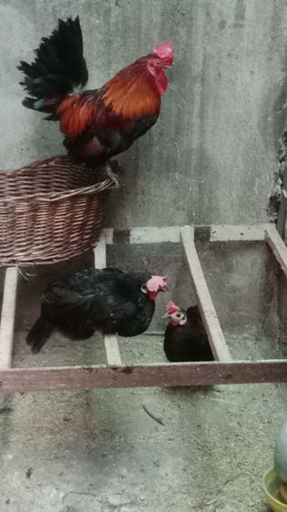 ไก่แจ้ ผู้2 เมียลูกผสมเลี้ยงเล่น4ตัว200