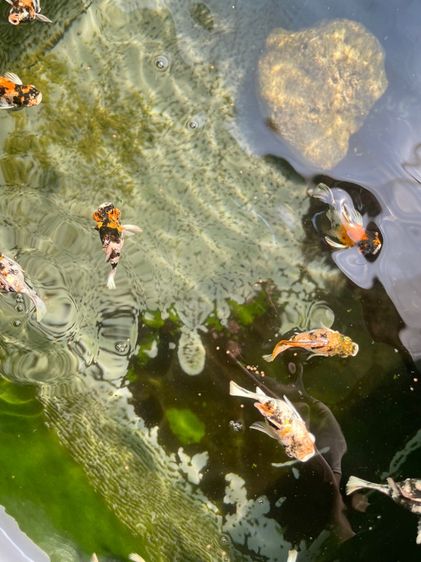 ปลาบอลลูน รูปที่ 2