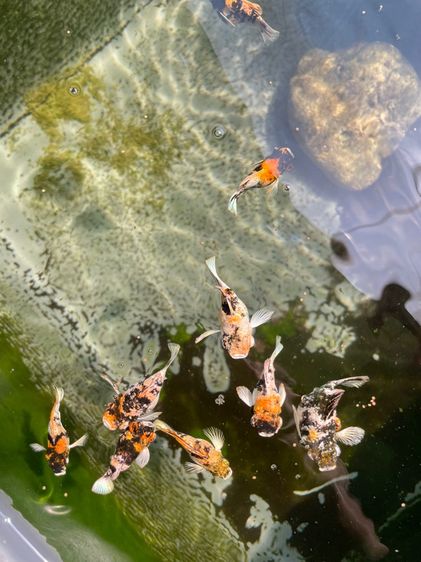 ปลาบอลลูน