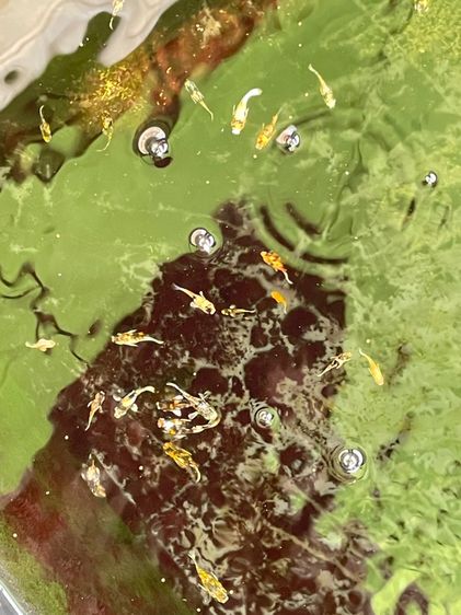 ปลาบอลลูน รูปที่ 3