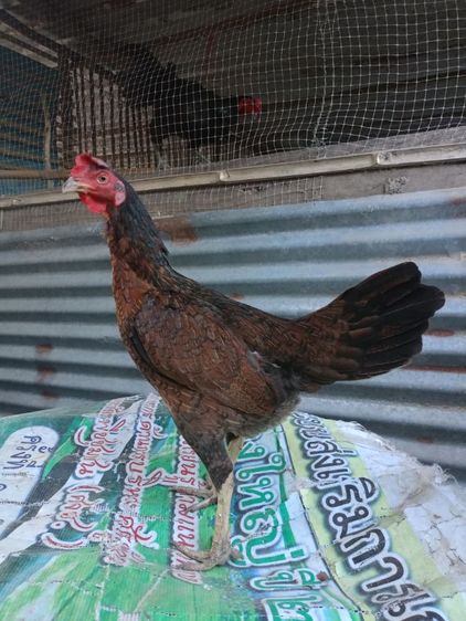 ไก่แม่พันธุ์พม่า