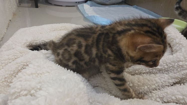 แมวเบงกอลแท้ รูปที่ 2