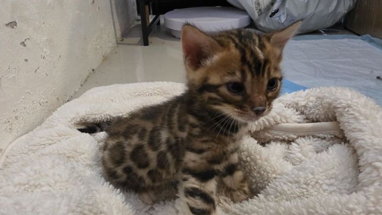 แมวเบงกอลแท้ รูปที่ 4
