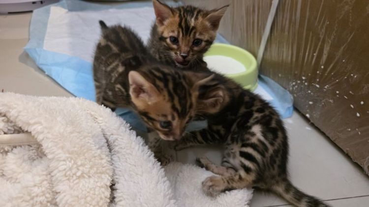 แมวเบงกอลแท้ รูปที่ 10