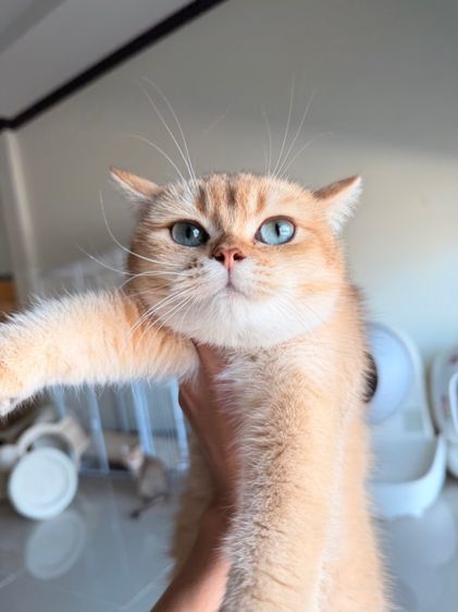 บริติช ชอร์ตแฮร์ (British Shorthair) แมวบริติช