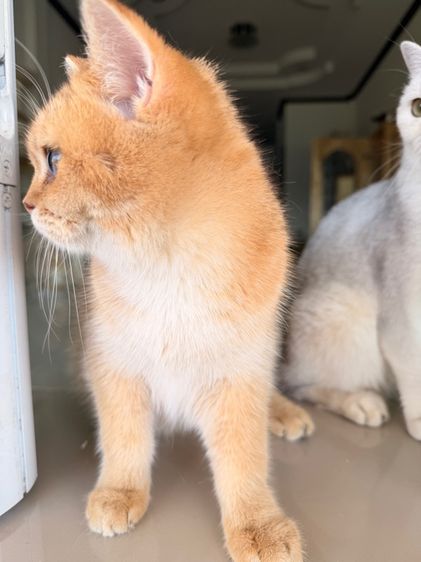 แมวบริติช รูปที่ 5
