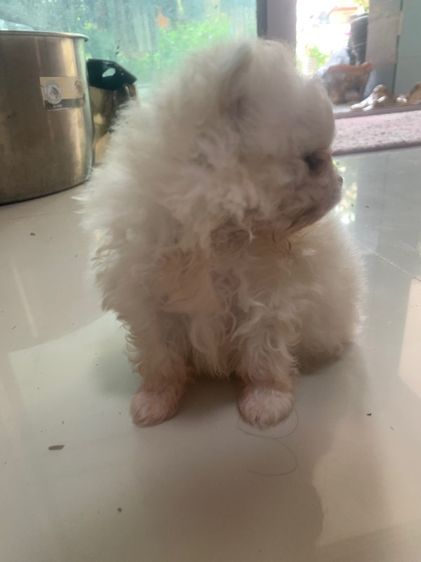 ลูกสุนัข รูปที่ 3