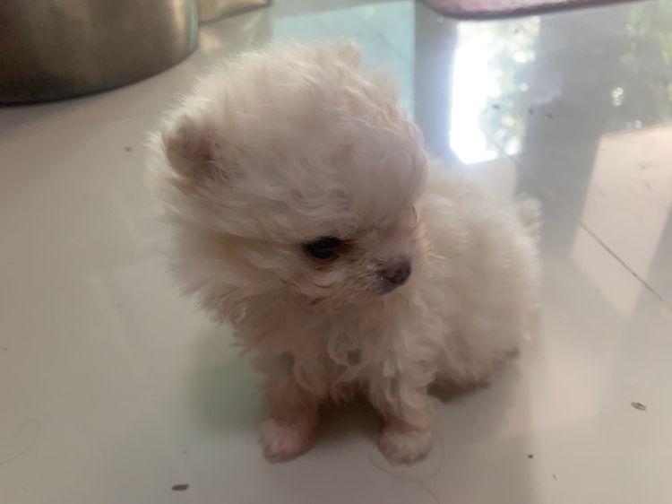 ลูกสุนัข รูปที่ 4