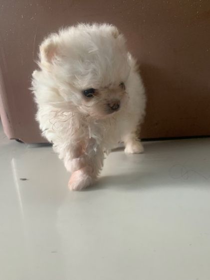 ลูกสุนัข รูปที่ 8