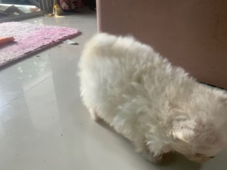 ลูกสุนัข รูปที่ 10