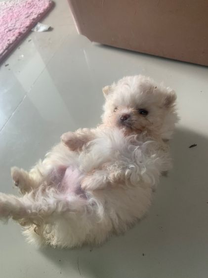 ลูกสุนัข รูปที่ 7