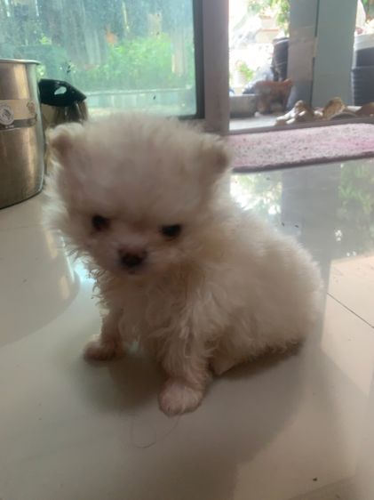 ลูกสุนัข รูปที่ 2