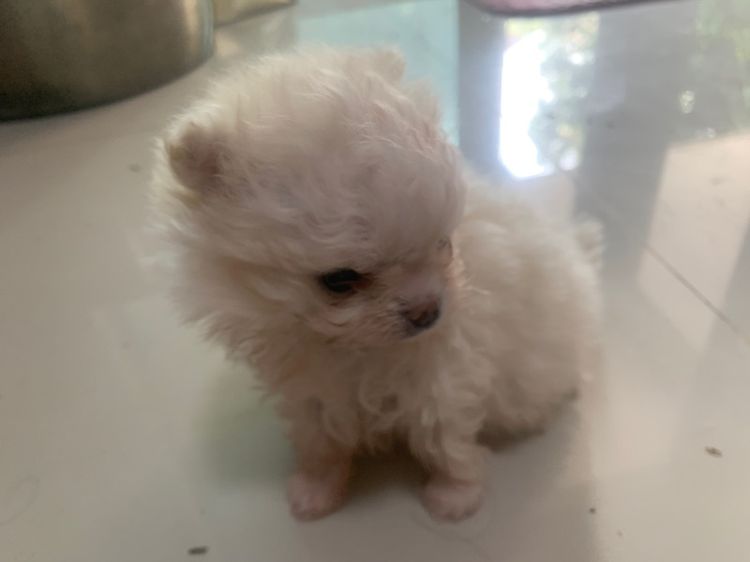 ลูกสุนัข รูปที่ 12