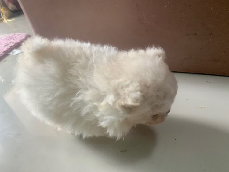 ลูกสุนัข รูปที่ 11