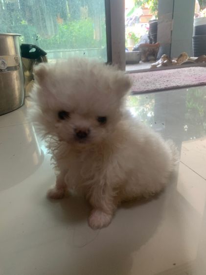 ลูกสุนัข