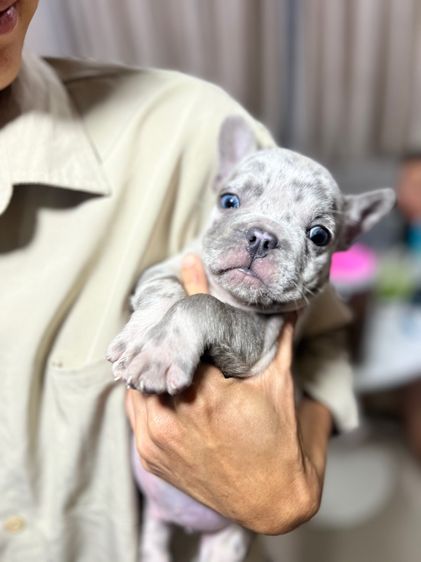 เฟรนช์ บูลด็อก สีเมอ รูปที่ 2