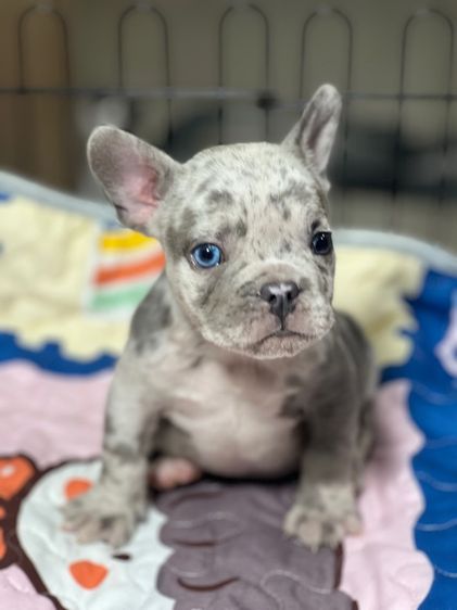 เฟรนช์ บูลด็อก สีเมอ