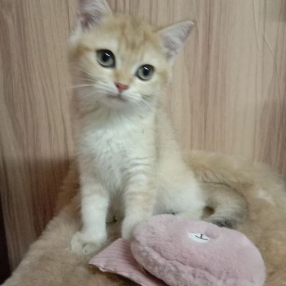 แมวสก็อตติช รูปที่ 3