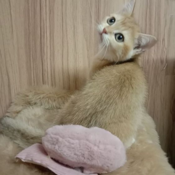 แมวสก็อตติช รูปที่ 4