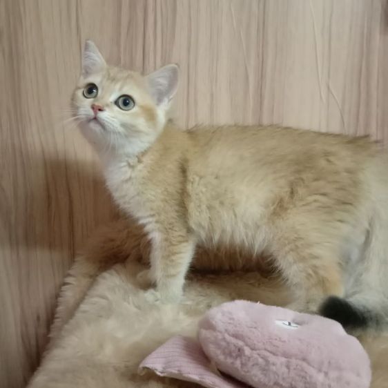 สก็อตติช โฟลด์ (Scottish Fold) แมวสก็อตติช