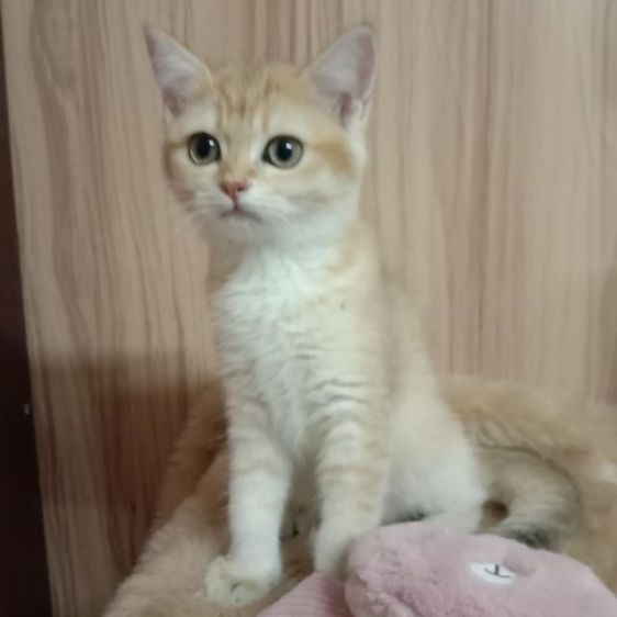 แมวสก็อตติช รูปที่ 2