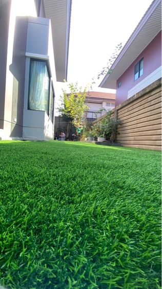 หญ้าเทรยม รูปที่ 3