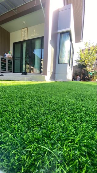 หญ้าเทรยม รูปที่ 2