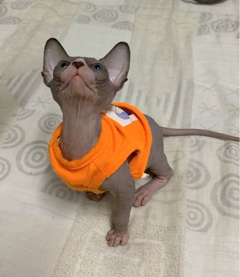 แมวสฟิงซ์ รูปที่ 2