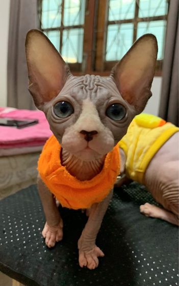 แมวสฟิงซ์