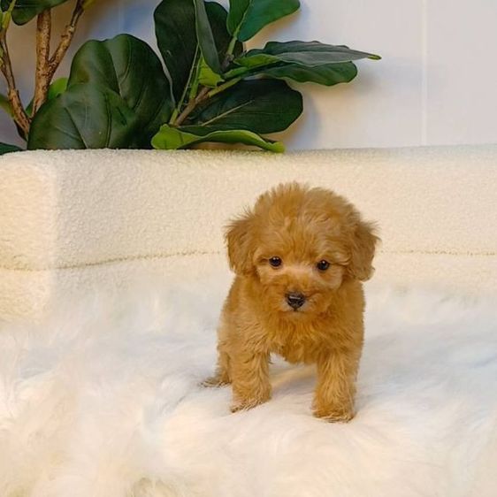 น้องพุดเดิ้ลทอยแท้ สีน้ำตาล เพศเมีย พร้อมวัคซีนเข็มแรก ถ่ายพยาธิ  รูปที่ 4